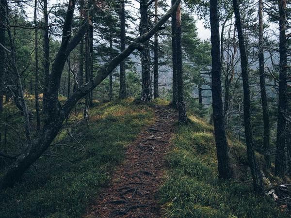 Ledgerly — organic growth